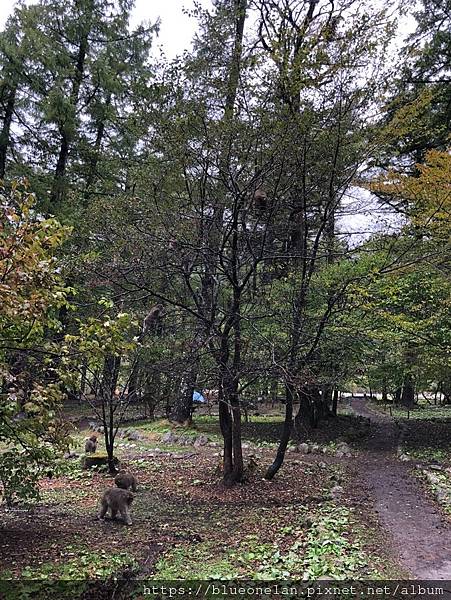 日本長野上高地住小木屋-上高地 森のリゾート小梨