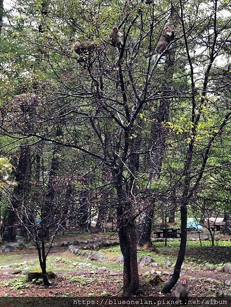 日本長野上高地住小木屋-上高地 森のリゾート小梨 日本長野上高地住小木屋-上高地 森のリゾート小梨