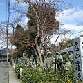 嵐山瑳峨野，羅漢