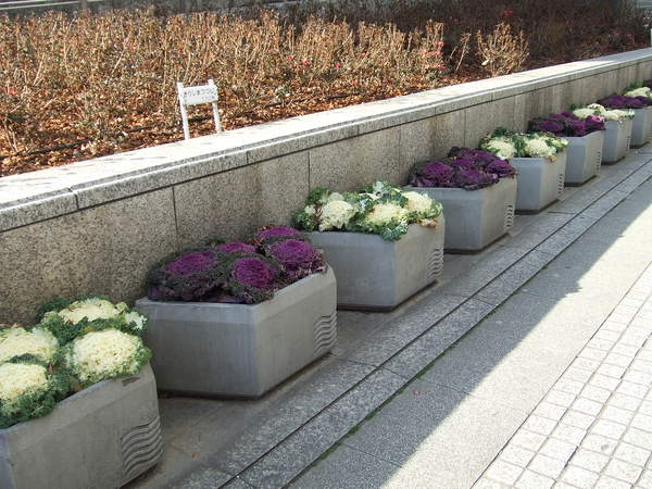 在日本常看到的花盆，好像蔬菜喔