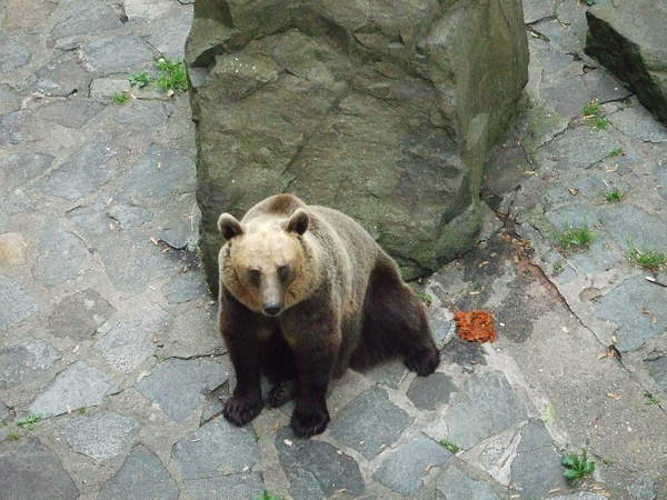 養在橋下的棕熊，覺得他們很可憐，生活環境很差