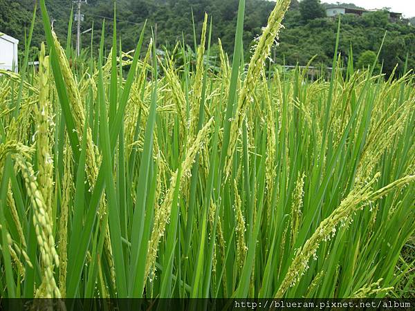 大夥兒都努力開花傳宗接代呢.JPG 大夥兒都努力開花傳宗接代呢.JPG