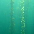 超大型海藻  生長在OOXX 忘了.....哈哈