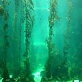 巨型海藻ㄉ根部.....這塊玻璃6000萬  =.=