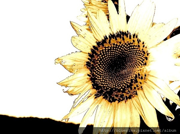 2014 太陽花.jpg 2014 太陽花.jpg