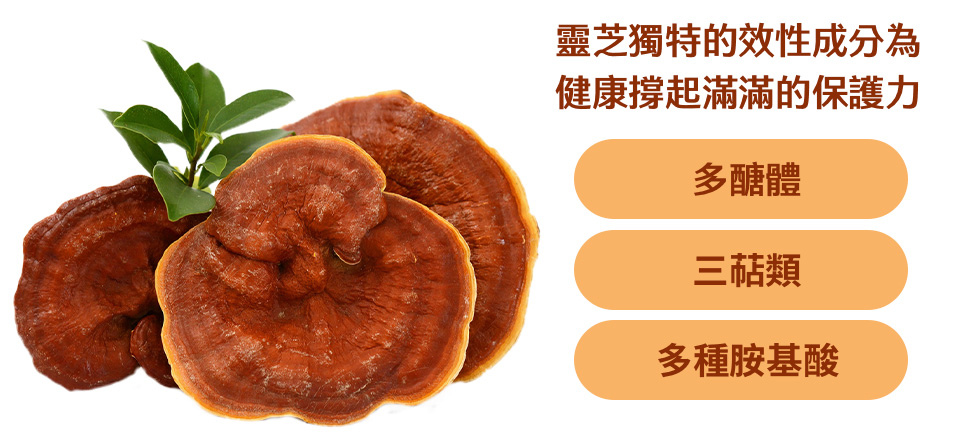 ganoderma_p3.jpg