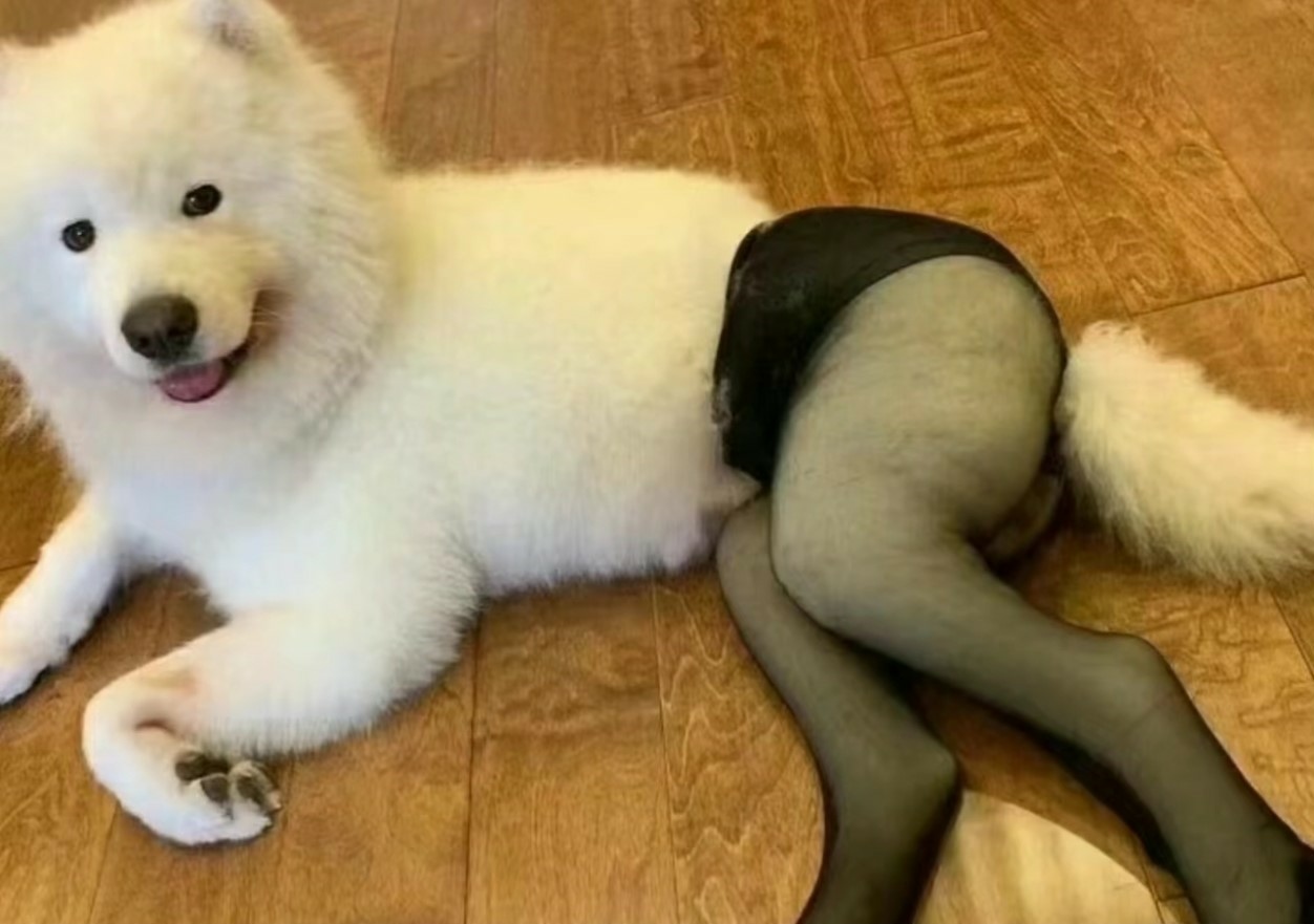 輕鬆一下！30+好笑動物梗圖｜可愛動物圖｜貓狗梗圖｜爆笑梗圖