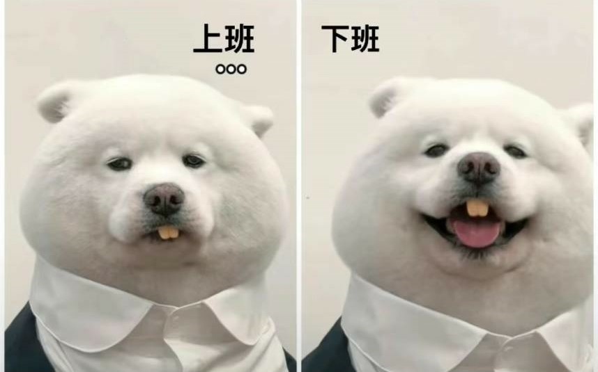 輕鬆一下！30+好笑動物梗圖｜可愛動物圖｜貓狗梗圖｜爆笑梗圖