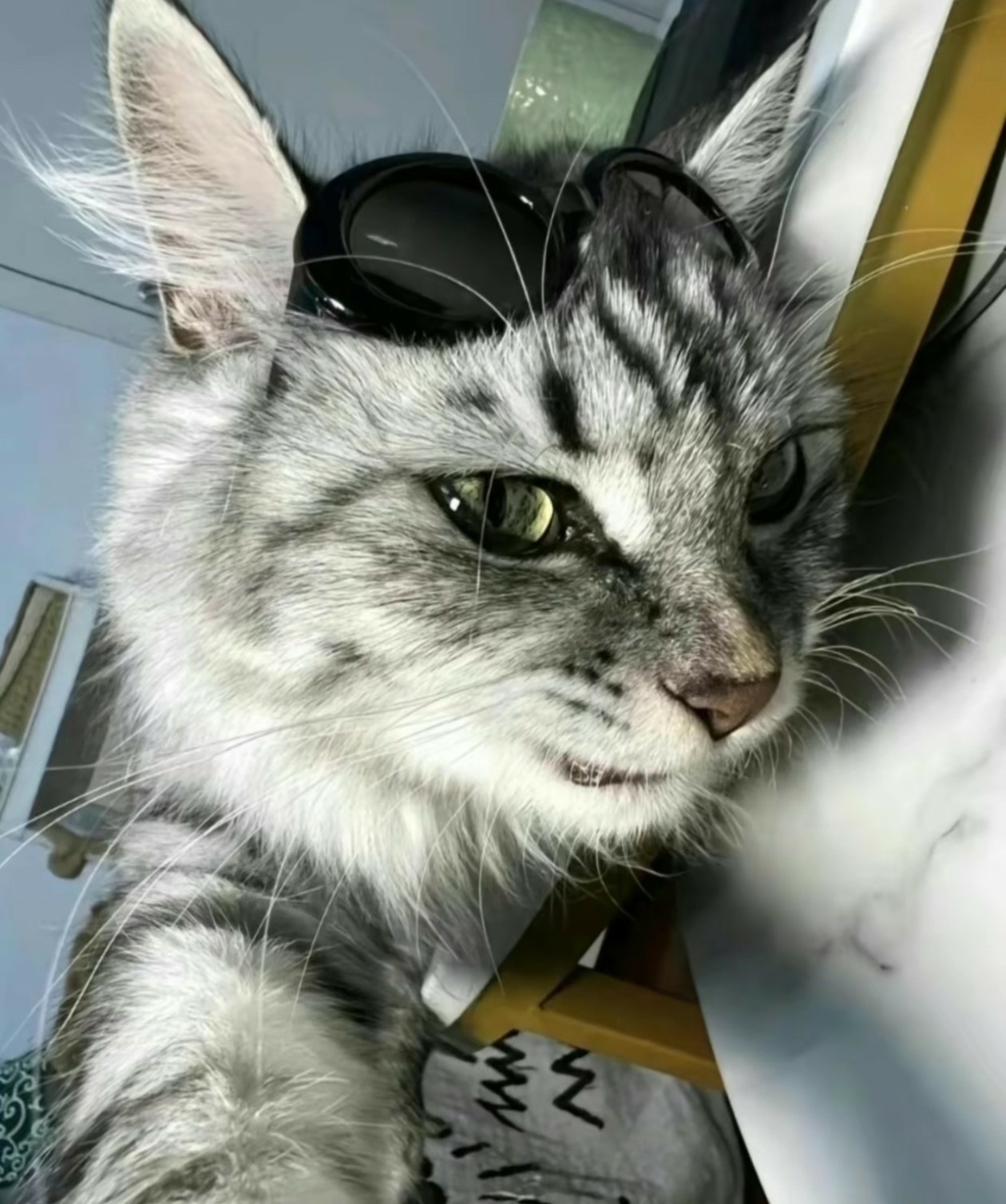 輕鬆一下！30+好笑動物梗圖｜可愛動物圖｜貓狗梗圖｜爆笑梗圖