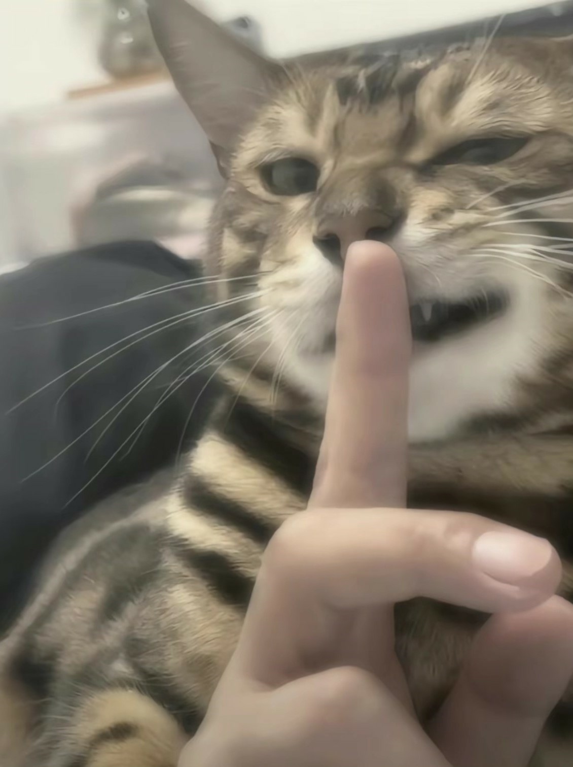 輕鬆一下！30+好笑動物梗圖｜可愛動物圖｜貓狗梗圖｜爆笑梗圖