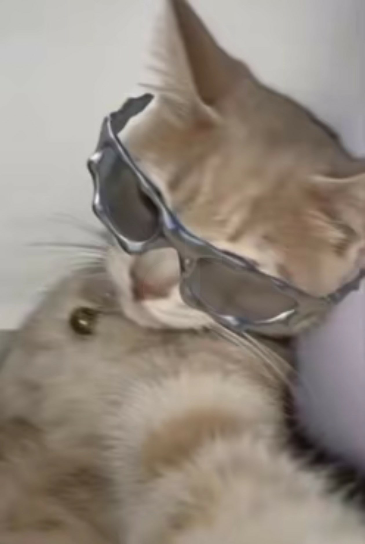 輕鬆一下！30+好笑動物梗圖｜可愛動物圖｜貓狗梗圖｜爆笑梗圖