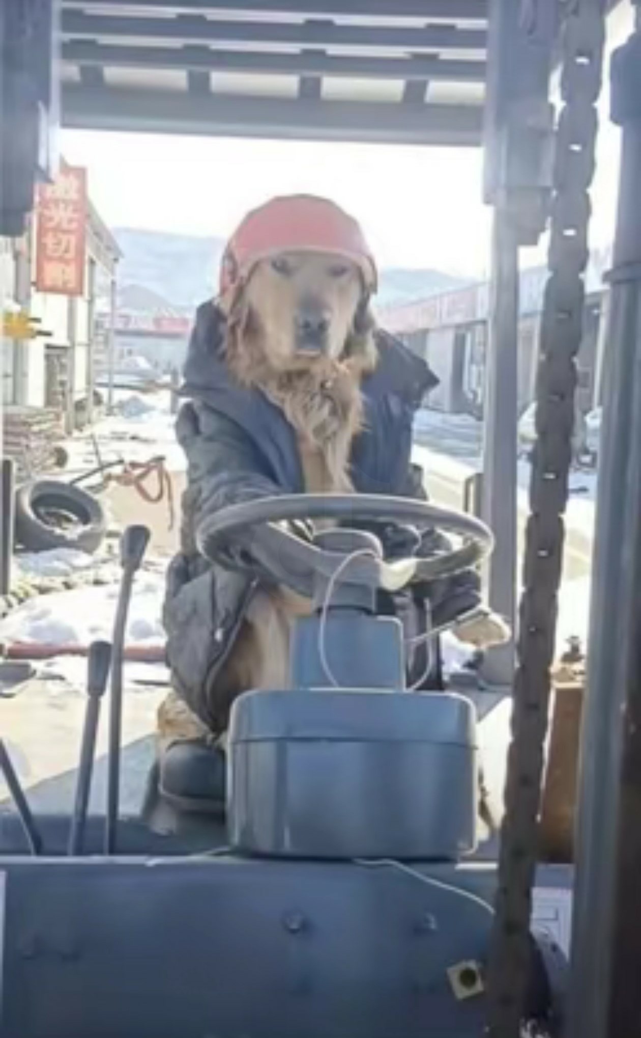 輕鬆一下！30+好笑動物梗圖｜可愛動物圖｜貓狗梗圖｜爆笑梗圖