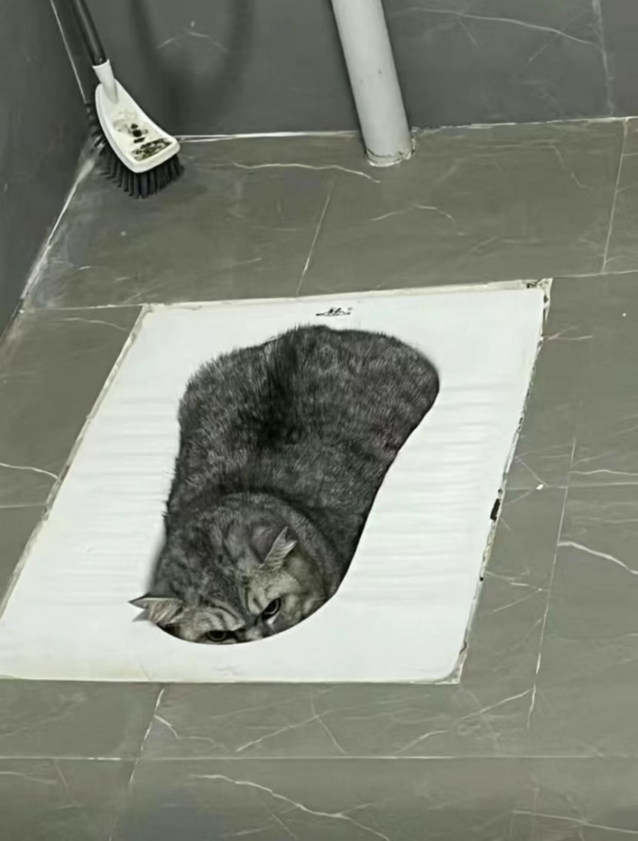 輕鬆一下！30+好笑動物梗圖｜可愛動物圖｜貓狗梗圖｜爆笑梗圖
