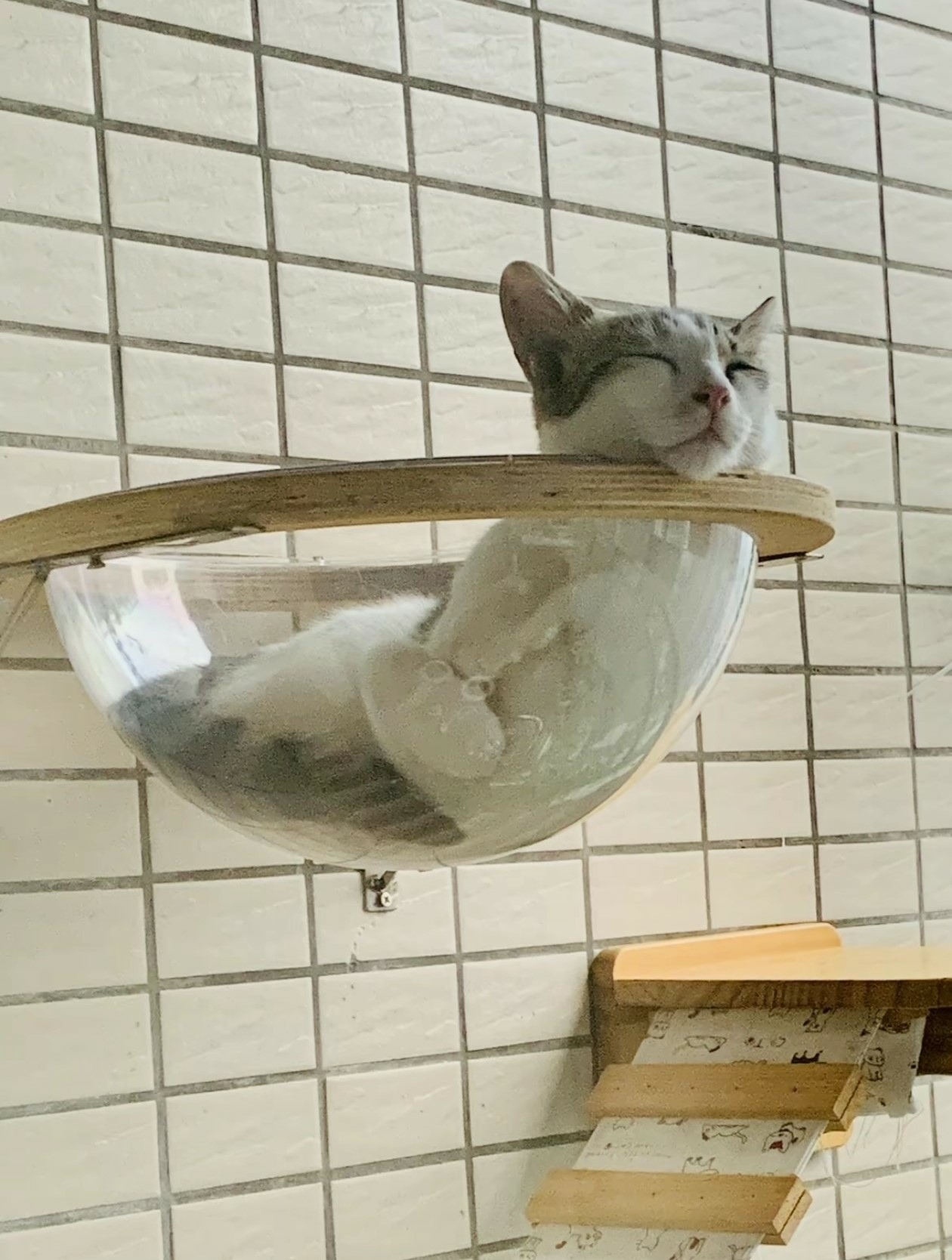 輕鬆一下！30+好笑動物梗圖｜可愛動物圖｜貓狗梗圖｜爆笑梗圖