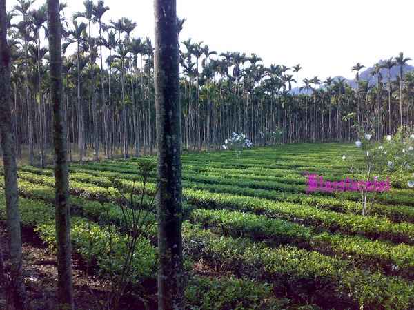 秘密花園民宿-茶園.jpg