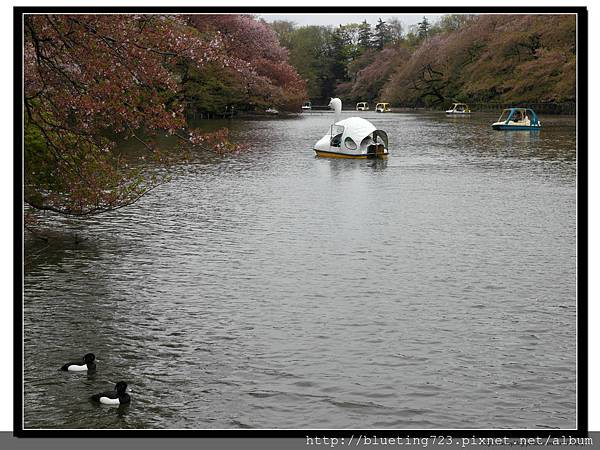 東京《吉祥寺 井之頭恩賜公園》3.jpg