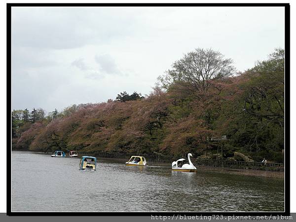 東京《吉祥寺 井之頭恩賜公園》4.jpg