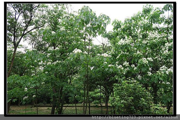 新竹《湖口老街》姑娘廟油桐花 1.jpg