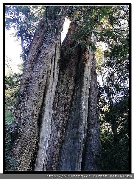 嘉義《阿里山》台18線 鹿林神木 5.jpg