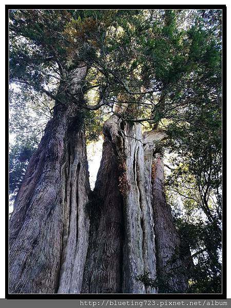 嘉義《阿里山》台18線 鹿林神木 6.jpg