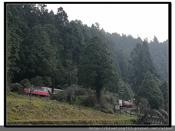 嘉義《阿里山國家風景區》5.jpg