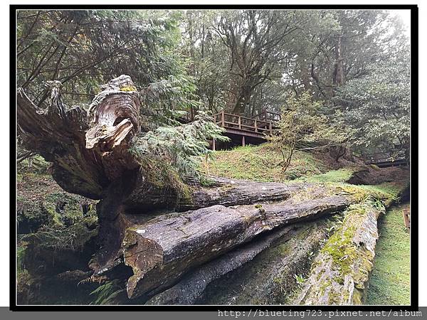 嘉義《阿里山國家風景區》15.jpg