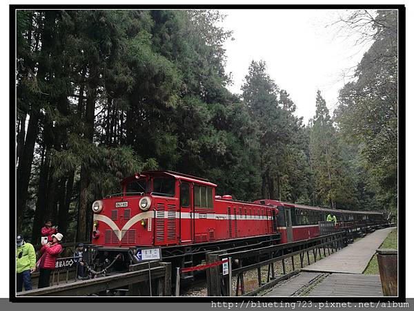 嘉義《阿里山國家風景區》17.jpg