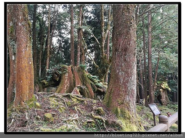 嘉義《阿里山國家風景區》28.jpg