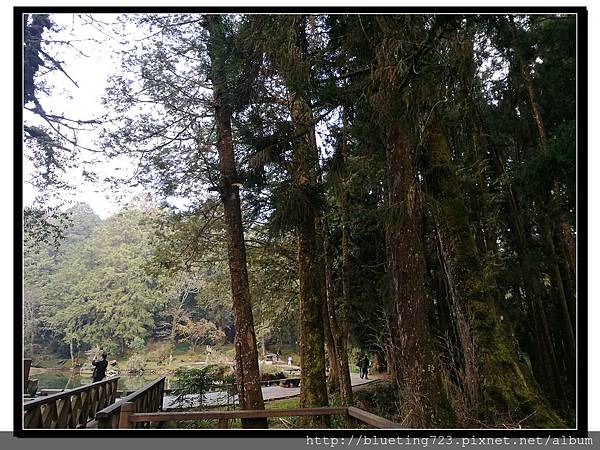 嘉義《阿里山國家風景區》29.jpg