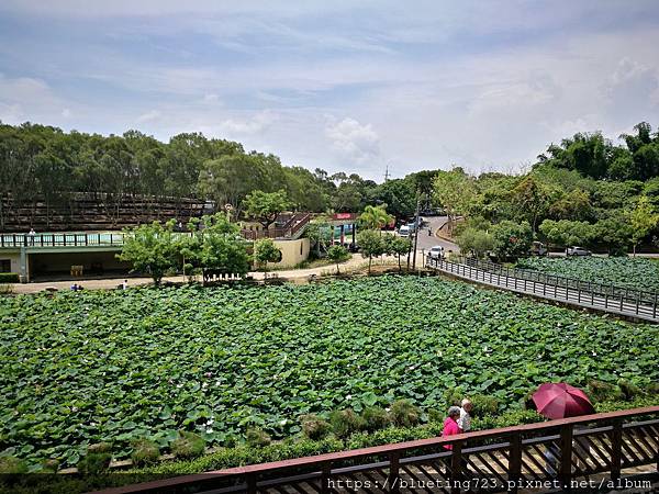 台南《白河蓮花》4.jpg