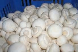 白色蘑菇-03-1.jpg