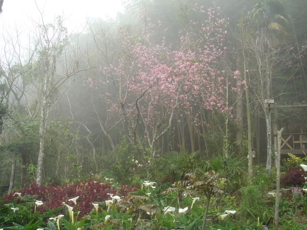 花園(?)