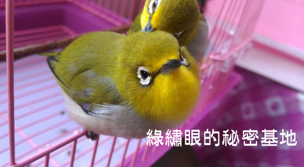 綠繡眼可以吃的水果及蔬菜