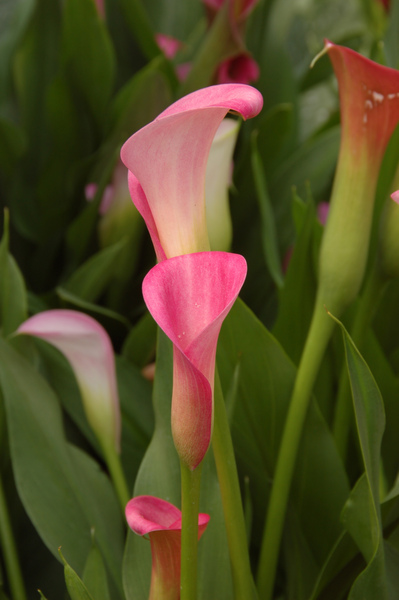 Pink_Calla_Lily.jpg