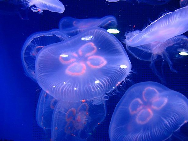 JELLY FISH.jpg