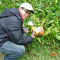 波樂與海芋