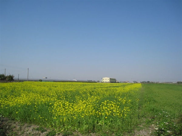 沿途的油菜花田