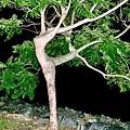 跳芭蕾舞的樹