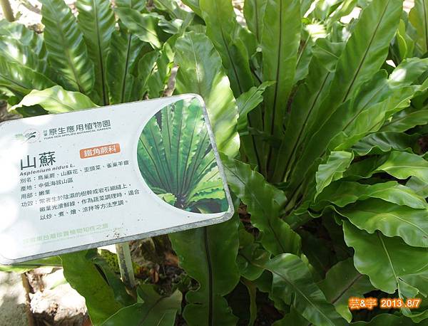 原生應用植物園54.JPG