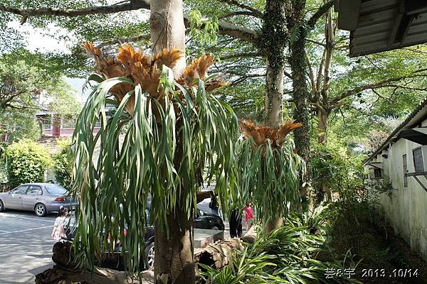 豐年靈芝菇類生態農場(採菇)6.JPG