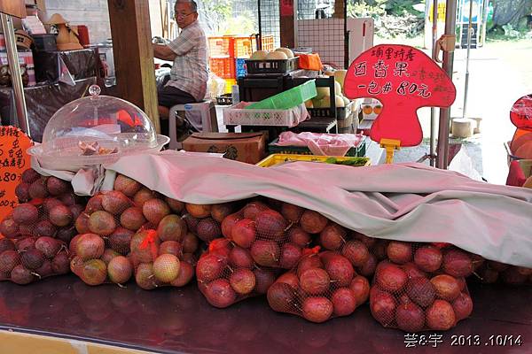 豐年靈芝菇類生態農場(採菇)11.JPG