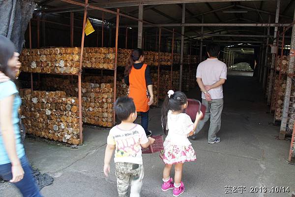 豐年靈芝菇類生態農場(採菇)27.JPG