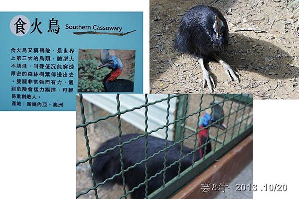 首烏 森林鳥花園 67.jpg