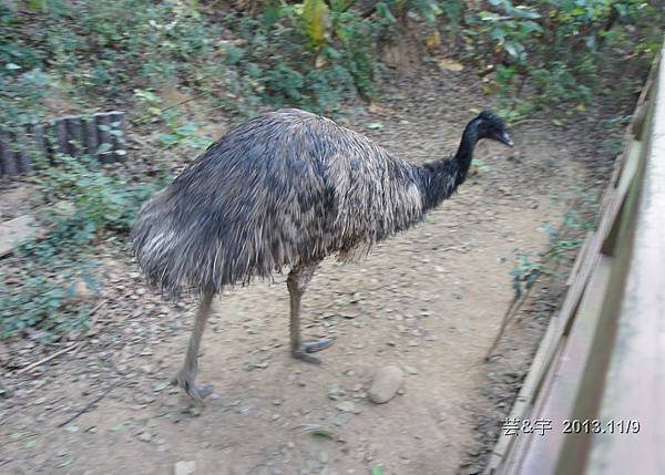 非洲園  雙喜鴛鴦  新竹動物園43.JPG