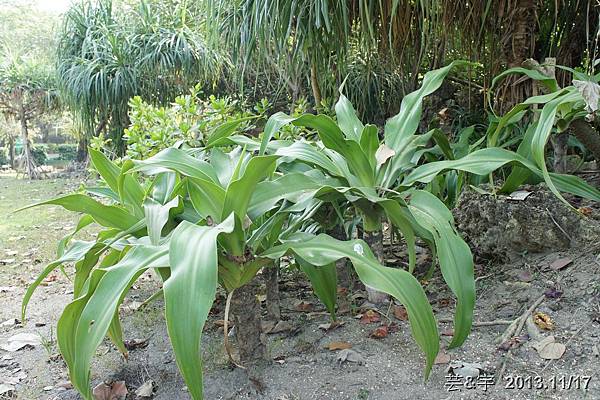 倆伯  原生植物園  高雄孔廟  龍虎塔32.JPG