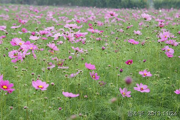 中社花市中社花海88.JPG