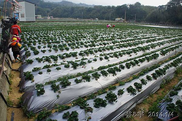 莓樂地金榜農園 石湯溫泉11.JPG