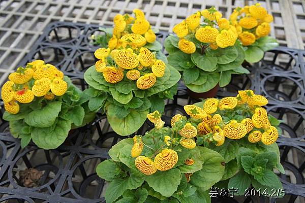 金谷農場  鴛鴦池農場12.JPG