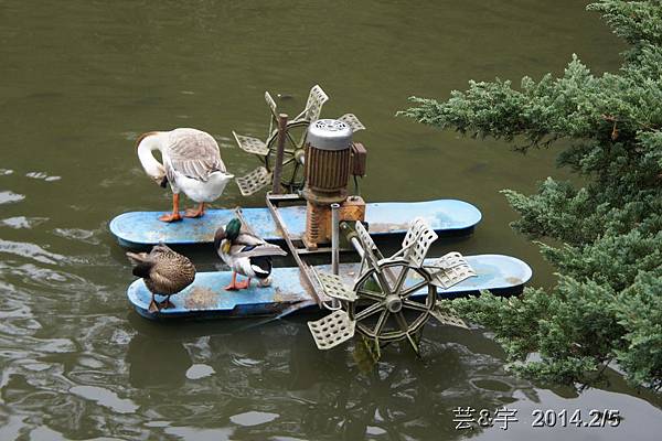 金谷農場  鴛鴦池農場49.JPG