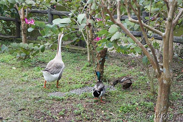金谷農場  鴛鴦池農場54.JPG